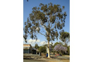Eucalyptus Citriodora (to be translated)